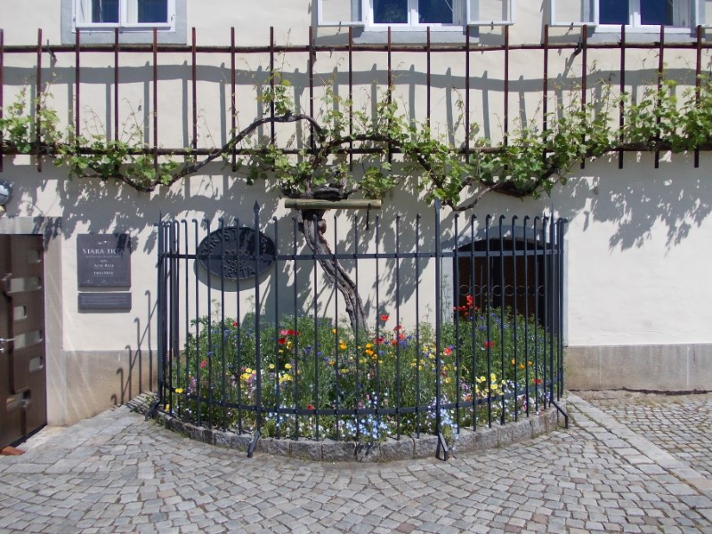 World?s Oldest Grapevine, Maribor